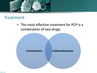 Treatment
• The most effective treatment for PCP is a
combination of two drugs:
Trimethoprim Sulfamethoxazole
 
