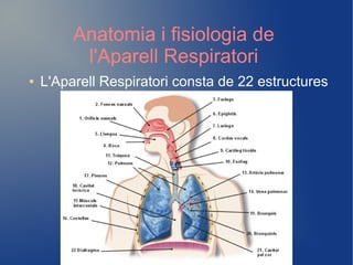 Anatomia i fisiologia de
l'Aparell Respiratori
● L'Aparell Respiratori consta de 22 estructures
 