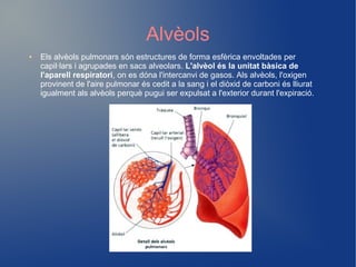 Alvèols
● Els alvèols pulmonars són estructures de forma esfèrica envoltades per
capil·lars i agrupades en sacs alveolars. L'alvèol és la unitat bàsica de
l'aparell respiratori, on es dóna l'intercanvi de gasos. Als alvèols, l'oxigen
provinent de l'aire pulmonar és cedit a la sang i el diòxid de carboni és lliurat
igualment als alvèols perquè pugui ser expulsat a l'exterior durant l'expiració.
 