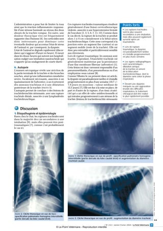 Pneumologie Rupture Tracheale Feline