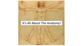 It’s All About The Anatomy!
 
