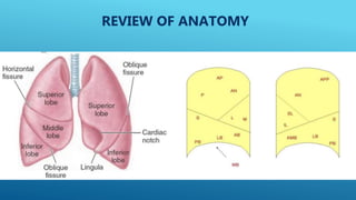 REVIEW OF ANATOMY
 