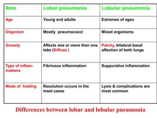 Item              Lobar pneumonia               Lobular pneumonia

Age               Young and adults              Extremes of ages


Organism          Mostly pneumococci            Mixed organisms


Grossly           Affects one or more than one Patchy, bilateral basal
                  lobe (Diffuse )              affection of both lungs



Type of inflam-   Fibrinous inflammation        Suppurative inflammation
mations



Mode of healing   Resolution occurs in the      Lysis & complications are
                  most cases                    most common



      Differences between lobar and lobular pneumonia
 