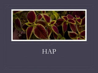 HAP
 