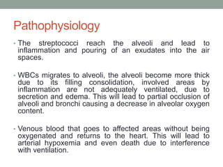 Pathophysiology
• The streptococci reach the alveoli and lead to
inflammation and pouring of an exudates into the air
spaces.
• WBCs migrates to alveoli, the alveoli become more thick
due to its filling consolidation, involved areas by
inflammation are not adequately ventilated, due to
secretion and edema. This will lead to partial occlusion of
alveoli and bronchi causing a decrease in alveolar oxygen
content.
• Venous blood that goes to affected areas without being
oxygenated and returns to the heart. This will lead to
arterial hypoxemia and even death due to interference
with ventilation.
 