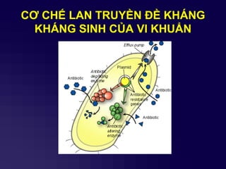 CƠ CHẾ LAN TRUYỀN ĐỀ KHÁNG
KHÁNG SINH CỦA VI KHUẨN
 