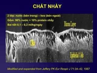CHẤT NHẦY
Modified and expanded from Jeffery PK Eur Respir J 71:34–42, 1987
2 lớp: nƣớc (bên trong) – keo (bên ngoài)
Gồm: 90% nƣớc + 10% protein nhầy
Baì tiết 0,1 – 0,3 ml/kg/ngày
 