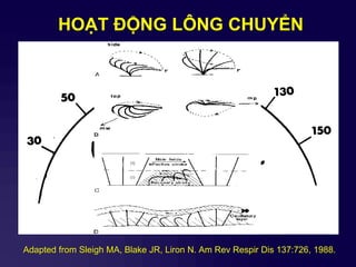 HOẠT ĐỘNG LÔNG CHUYỂN
Adapted from Sleigh MA, Blake JR, Liron N. Am Rev Respir Dis 137:726, 1988.
 