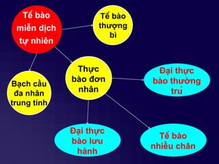 Tế bào
miễn dịch
tƣ̣ nhiên
Tế bào
thƣợng
bì
Thực
bào đơn
nhân
Bạch cầu
đa nhân
trung tính
Đại thực
bào thƣờng
trú
Tế bào
nhiều chân
Đại thực
bào lƣu
hành
 