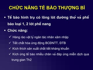 CHỨC NĂNG TẾ BÀO THƢỢNG BÌ
 Tế bào hình trụ có lông lót đƣờng thở và phế
bào loại 1, 2 lót phế nang
 Chức năng:
 Hàng rào vật lý ngăn tác nhân xâm nhập
 Tiết chất hóa ứng động BCĐNTT, ĐTB
 Kích thích sản xuất chất tiết kháng khuẩn
 Kích ứng tế bào nhiều chân và đáp ứng miễn dịch qua
trung gian Th2
 