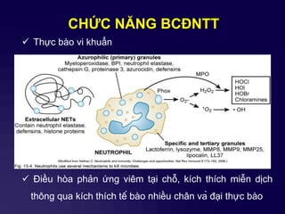 Thực bào vi khuẩn
 Điều hòa phản ứng viêm tại chỗ, kích thích miễn dịch
thông qua kích thích tế bào nhiều chân và đại thực bào
CHỨC NĂNG BCĐNTT
 