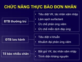 CHỨC NĂNG THỰC BÀO ĐƠN NHÂN
ĐTB thƣờng trú
• Tiêu diệt VK, tác nhân xâm nhập
• Làm sạch surfactant
• Ức chế phản ứng viêm
• Ức chế miễn dịch đáp ứng
ĐTB lƣu hành
• Tiêu diệt vi khuẩn
• Khuếch đại phản ứng viêm
Tế bào nhiều chân
• Bắt giữ VK, tác nhân xâm nhập
• Trình diện kháng nguyên
 