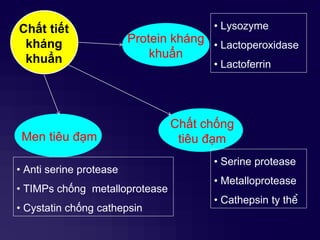 Chất tiết
kháng
khuẩn
Protein kháng
khuẩn
Chất chống
tiêu đạmMen tiêu đạm
• Lysozyme
• Lactoperoxidase
• Lactoferrin
• Serine protease
• Metalloprotease
• Cathepsin ty thể
• Anti serine protease
• TIMPs chống metalloprotease
• Cystatin chống cathepsin
 