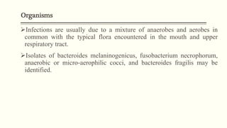 Organisms
Infections are usually due to a mixture of anaerobes and aerobes in
common with the typical flora encountered in the mouth and upper
respiratory tract.
Isolates of bacteroides melaninogenicus, fusobacterium necrophorum,
anaerobic or micro-aerophilic cocci, and bacteroides fragilis may be
identified.
 