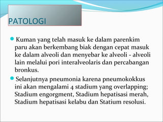 PATOLOGI
Kuman yang telah masuk ke dalam parenkim
paru akan berkembang biak dengan cepat masuk
ke dalam alveoli dan menyebar ke alveoli - alveoli
lain melalui pori interalveolaris dan percabangan
bronkus.
Selanjutnya pneumonia karena pneumokokkus
ini akan mengalami 4 stadium yang overlapping;
Stadium engorgment, Stadium hepatisasi merah,
Stadium hepatisasi kelabu dan Statium resolusi.
 