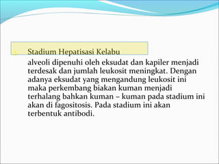 3. Stadium Hepatisasi Kelabu
alveoli dipenuhi oleh eksudat dan kapiler menjadi
terdesak dan jumlah leukosit meningkat. Dengan
adanya eksudat yang mengandung leukosit ini
maka perkembang biakan kuman menjadi
terhalang bahkan kuman – kuman pada stadium ini
akan di fagositosis. Pada stadium ini akan
terbentuk antibodi.
 