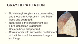 GRAY HEPATIZATION
• No new erythrocytes are extravasating,
and those already present have been
lysed and degraded.
• Neutrophil is the predominant cell
• Fibrin deposition is abundant
• Bacteria have disappeared
• Corresponds with successful containment
of the infection & improvement in gas
exchange
 