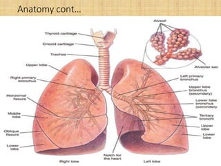 Anatomy cont…
4
 