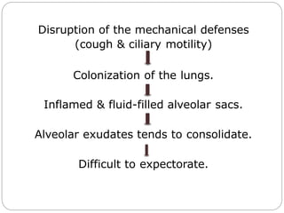 Disruption of the mechanical defenses
(cough & ciliary motility)
Colonization of the lungs.
Inflamed & fluid-filled alveolar sacs.
Alveolar exudates tends to consolidate.
Difficult to expectorate.
 