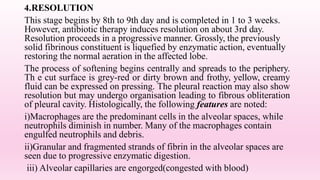 4.RESOLUTION
This stage begins by 8th to 9th day and is completed in 1 to 3 weeks.
However, antibiotic therapy induces resolution on about 3rd day.
Resolution proceeds in a progressive manner. Grossly, the previously
solid fibrinous constituent is liquefied by enzymatic action, eventually
restoring the normal aeration in the affected lobe.
The process of softening begins centrally and spreads to the periphery.
Th e cut surface is grey-red or dirty brown and frothy, yellow, creamy
fluid can be expressed on pressing. The pleural reaction may also show
resolution but may undergo organisation leading to fibrous obliteration
of pleural cavity. Histologically, the following features are noted:
i)Macrophages are the predominant cells in the alveolar spaces, while
neutrophils diminish in number. Many of the macrophages contain
engulfed neutrophils and debris.
ii)Granular and fragmented strands of fibrin in the alveolar spaces are
seen due to progressive enzymatic digestion.
iii) Alveolar capillaries are engorged(congested with blood)
 