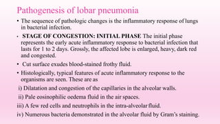Pathogenesis of lobar pneumonia
• The sequence of pathologic changes is the inflammatory response of lungs
in bacterial infection.
• STAGE OF CONGESTION: INITIAL PHASE The initial phase
represents the early acute inflammatory response to bacterial infection that
lasts for 1 to 2 days. Grossly, the affected lobe is enlarged, heavy, dark red
and congested.
• Cut surface exudes blood-stained frothy fluid.
• Histologically, typical features of acute inflammatory response to the
organisms are seen. These are as
i) Dilatation and congestion of the capillaries in the alveolar walls.
ii) Pale eosinophilic oedema fluid in the air spaces.
iii) A few red cells and neutrophils in the intra-alveolarfluid.
iv) Numerous bacteria demonstrated in the alveolar fluid by Gram’s staining.
 