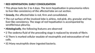 • RED HEPATISATION: EARLY CONSOLIDATION
• This phase lasts for 2 to 4 days. The term hepatisation in pneumonia refers
to liver-like consistency of the affected lobe on cut section.
• Grossly, the affected lobe is red, firm and consolidated.
• The cut surface of the involved lobe is airless, red-pink, dry, granular and has
liver-like consistency. The stage of red hepatisation is accompanied by
serofibrinous pleurisy.
• Histologically, the following features are observed
• i) The oedema fluid of the preceding stage is replaced by strands of fibrin.
• ii) There is marked cellular exudate of neutrophils and extravasation of red
cells.
• iii) Many neutrophils show ingested bacteria.
 