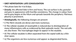 • GREY HEPATISATION: LATE CONSOLIDATION
• This phase lasts for 4 to 8 days.
• Grossly, the affected lobe is firm and heavy. The cut surface is dry, granular
and grey in appearance with liverlike consistency. The change in colour from
red to grey begins at the hilum and spreads towards the periphery. Fibrinous
pleurisy is prominent.
• Histologically, the following changes are present
• i) The fibrin strands are dense and more numerous.
• ii) The cellular exudate of neutrophils is reduced due to disintegration of
many inflammatory cells as evidenced by their pyknotic nuclei. The red cells
are also fewer. The macrophages begin to appear in the exudate.
• iii) The cellular exudate is often separated from the septal walls by a thin
clear space.
• iv) The organisms are less numerous and appear as degenerated forms.
 