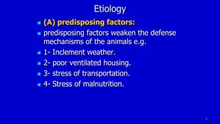 4
Etiology
 (A) predisposing factors:
 predisposing factors weaken the defense
mechanisms of the animals e.g.
 1- Inclement weather.
 2- poor ventilated housing.
 3- stress of transportation.
 4- Stress of malnutrition.
 