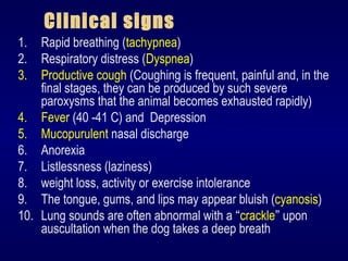 Clinical signs
1. Rapid breathing (tachypnea)
2. Respiratory distress (Dyspnea)
3. Productive cough (Coughing is frequent, painful and, in the
final stages, they can be produced by such severe
paroxysms that the animal becomes exhausted rapidly)
4. Fever (40 -41 C) and Depression
5. Mucopurulent nasal discharge
6. Anorexia
7. Listlessness (laziness)
8. weight loss, activity or exercise intolerance
9. The tongue, gums, and lips may appear bluish (cyanosis)
10. Lung sounds are often abnormal with a “crackle” upon
auscultation when the dog takes a deep breath
 