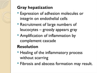 Gray hepatization
 Expression of adhesion molecules or
integrin on endothelial cells
 Recruitment of large numbers of
leucocytes – grossly appears gray
 Amplification of inflammation by
complement cascade
Resolution
 Healing of the inflammatory process
without scarring
 Fibrosis and abscess formation may result.
 