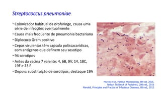  Colonizador habitual da orofaringe, causa uma
série de infecções eventualmente
 Causa mais frequente de pneumonia bacteriana
 Diplococo Gram positivo
 Cepas virulentas têm capsula polissacarídicas,
com antígenos que definem seu sosotipo
 94 sorotipos
 Antes da vacina 7 valente: 4, 6B, 9V, 14, 18C,
19F e 23 F
 Depois: substituição de sorotipos; destaque 19A
Streptococcus pneumoniae
Murray et al. Medical Microbiology, 8th ed, 2016.
Nelson Textbook of Pediatrics, 20th ed., 2016
Mandell, Principles and Practice of Infectious Diseases, 8th ed., 2015
 