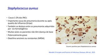  Causa 1-2% das PACs
 Importante causa de pneumonia durante ou após
quadro de Influenza (Gripe)
 Também se destaca entre as pneumonias adquiridas
por via hematogênica
 Muitas vezes os pacientes não têm doença de base
 Potencialmente grave
 Oxacilina sensíveis ou resistentes (MRSA)
Staphylococcus aureus
Escarro positivo para Staphylococcus aureus
Mandell, Principles and Practice of Infectious Diseases, 8th ed., 2015
 