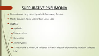 SUPPURATIVE PNEUMONIA
 Destruction of Lung parenchyma by Inflammatory Process
 Mostly occurs in Apical Segments of Lower Lobs
 AGENTS
 Prevotella
 Fusobacterium
 Bacteroides
 Actinomycosis
 S. Pneumonia, S. Aureus, H. Influenza (Bacterial infection of pulmonary infarct or collapsed
lobe)
 