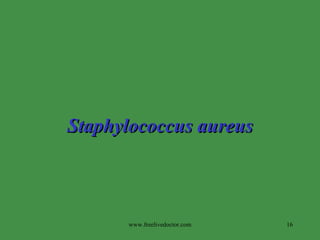 Staphylococcus aureus www.freelivedoctor.com 