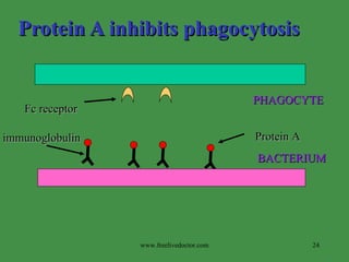 Protein A inhibits phagocytosis Protein A immunoglobulin Fc receptor BACTERIUM  PHAGOCYTE www.freelivedoctor.com 