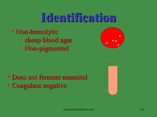Identification Non-hemolytic  sheep blood agar Non-pigmented Does not ferment mannitol Coagulase negative www.freelivedoctor.com 