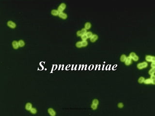 S. pneumoniae www.freelivedoctor.com 