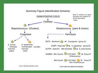 GRAM POSITIVE COCCI S. aureus  hemolytic mannitol yellow + - Staphylococcus (Clusters) Streptococcus (pairs & chains) Catalase BETA:  Bacitracin S. pyogenes (group A) CAMP/ Hippurate  S.  agalactiae (group B) Hemolysis Coagulase S.  epidermidis nonhemolytic (usually) mannitol white ALPHA:  Optochin /Bile Solubility  S. pneumoniae GAMMA:  Bile  Esculin  6.5%  NaCl  Group D* Enterococcus Bile  Esculin  6.5%  NaCl  Group D* Non- Enterococcus (*can also be alpha hemolytic) Note: S. viridans is Is alpha hemolytic and negative for all the tests below below + + + + + + + - - Summary Figure (Identification Scheme) www.freelivedoctor.com 