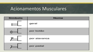 Acionamentos Musculares
 