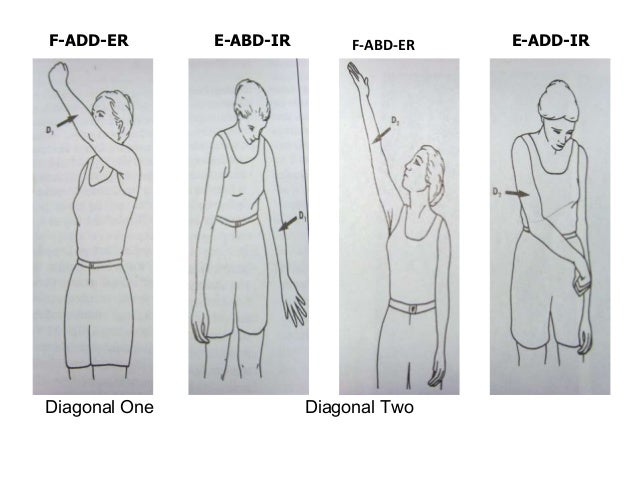 Featured image of post Pnf Physiopedia