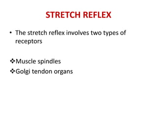STRETCH REFLEX
• The stretch reflex involves two types of
receptors
Muscle spindles
Golgi tendon organs
 