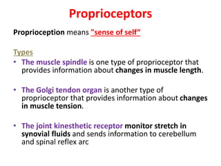 Proprioceptors
Proprioception means "sense of self“
Types
• The muscle spindle is one type of proprioceptor that
provides information about changes in muscle length.
• The Golgi tendon organ is another type of
proprioceptor that provides information about changes
in muscle tension.
• The joint kinesthetic receptor monitor stretch in
synovial fluids and sends information to cerebellum
and spinal reflex arc
 