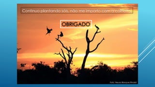 Foto: Neusa Blasques Rinaldi
Continuo plantando sóis, não me importo com a colheita.
OBRIGADO
 