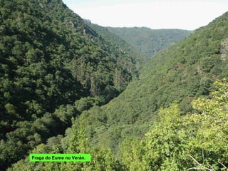 Fraga do Eume no Verán. 