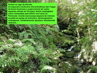 Fentos no rego do Parrote. As especiais condicións microclimáticas das Fragas do Eume favorecen a supervivencia de varias especies relictas do Terciario, fentos catalogados como vulnerables pola UICN e moi raros na Península:  Culcita macrocarpa  (especie de interese mundial en perigo de extinción),  Hymenophyllum tunbrigense, Vandenboschia speciosa, Woodwardia radicans... 