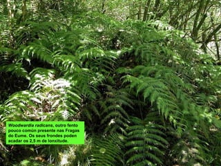Woodwardia radicans , outro fento pouco común presente nas Fragas do Eume. Os seus frondes poden acadar os 2,5 m de lonxitude. 