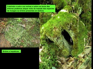 Cubrindo o solo e as rochas e sobre os toros das árbores podemos atopar máis da metade das especies de musgos ou brións presentes en Galicia. Brións e hepáticas. 