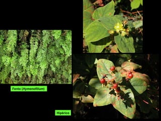 Hipérico Fento ( Hymenofilium )  