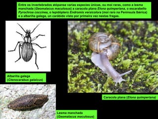 Entre os invertebrados atópanse varias especies únicas, ou moi raras, como a lesma manchada ( Geomalacus maculosus ) a caracola plana  Elona quimperiana , o escarabello  Pyrochroa coccinea,  o lepidóptero  Endromis versicolora  (moi raro na Península Ibérica) e a albariña galega, un carábido visto por primeira vez nestas fragas. Albariña galega  ( Ctenocarabus galaicus ) Lesma manchada ( Geomalacus maculosus ) Caracola plana ( Elona quimperiana) 