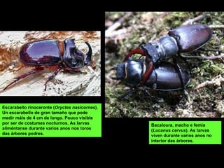 Bacaloura, macho e femia ( Lucanus cervus ). As larvas viven durante varios anos no interior das árbores. Escarabello rinoceronte ( Oryctes nasicornes ). Un escarabello de gran tamaño que pode medir máis de 4 cm de longo.  Pouco visible por ser de costumes nocturnos. As larvas aliméntanse durante varios anos nos toros das árbores podres. 